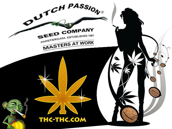 nasiona marihuany, nasiona konopi, dutch passion, thc-thc
