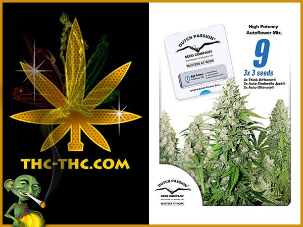 nasiona, marihuany, konopi, high, potency, autoflower, mix, feminizowane, dutch, passion